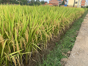 ���r(n��ng)��(y��u)446���pһ��(j��)��(y��u)�|(zh��)����-ˮ���N��-���r(n��ng)�Ƽ�