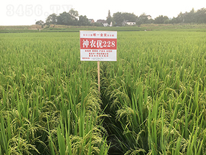 ���r(n��ng)��(y��u)228����(gu��)�ҽ�(ji��ng)����-ˮ���N��-���r(n��ng)�Ƽ�