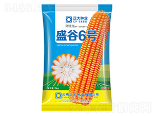 ʢ��6̖-���׷N��-����N�I(y��)