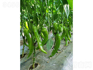 ѩ����-�����N��-�͝��r(n��ng)�I(y��)