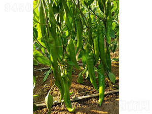 �����511-�����N��-�͝��r(n��ng)�I(y��)