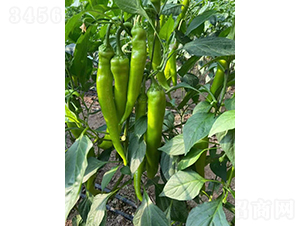 �����519-�����N��-�͝��r(n��ng)�I(y��)