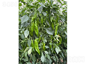 �����517-�����N��-�͝��r(n��ng)�I(y��)