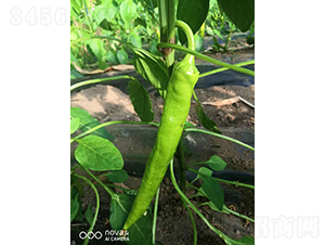 �����504-�����N��-�͝��r(n��ng)�I(y��)