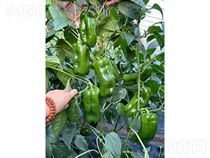 �ཷ5657-�����N��-�͝��r(n��ng)�I(y��)