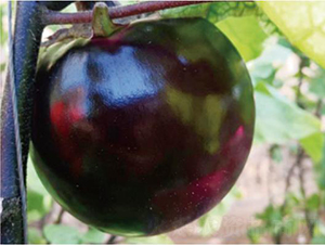 �A��480-���ӷN��-�͝�(r��n)�r(n��ng)�I(y��)