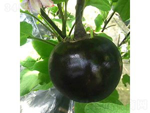 �͝�(r��n)�A��һ̖(h��o)-���ӷN��-�͝�(r��n)�r(n��ng)�I(y��)