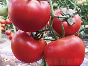 �hķ�t�\(y��n)5̖-���ѷN��-�͝��r(n��ng)�I(y��)