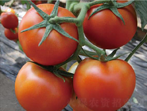 ˼ؐ��-���ѷN��-�͝��r(n��ng)�I(y��)