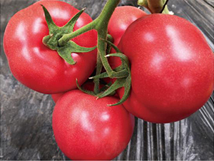 �hķ095-���ѷN��-�͝��r(n��ng)�I(y��)