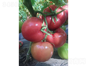 �hķ059-���ѷN��-�͝��r(n��ng)�I(y��)