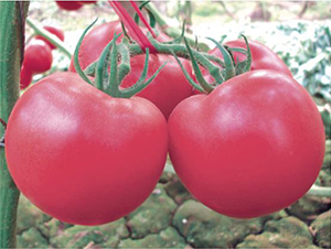 �hķ��̖(h��o)-���ѷN��-�͝�(r��n)�r(n��ng)�I(y��)