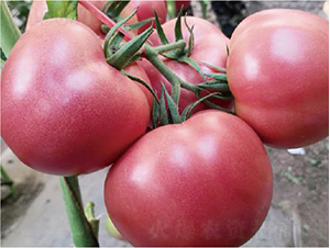 漢姆1755-番茄種子-和潤農(nóng)業(yè)