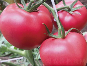 代美特1039-番茄種子-和潤(rùn)農(nóng)業(yè)