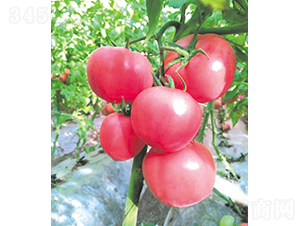 漢姆-77-番茄種子-和潤(rùn)農(nóng)業(yè)