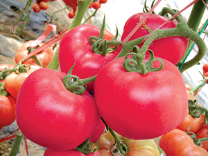 �hķ��̖(h��o)-���ѷN��-�͝�(r��n)�r(n��ng)�I(y��)