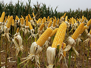 ���(y��ng)��9̖(h��o)-���׷N��-���S�N�I(y��)