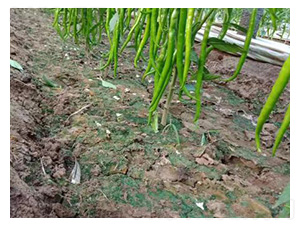 �����N��-�S����-���S�r(n��ng)�I(y��)