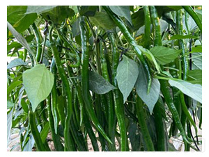 �����N��-�ھ���-���S�r(n��ng)�I(y��)