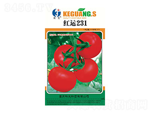 �t�\(y��n)231-�ƹ�N��