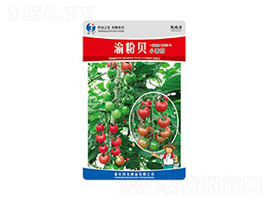 ���ؐ-�ƹ�N��