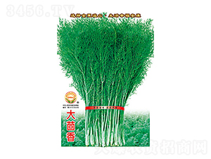 大茴香-太樂(lè)種業(yè)