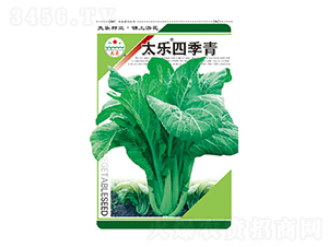 青菜種子-太樂(lè)四季青-太樂(lè)種業(yè)