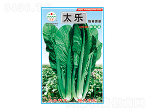 青菜種子-粉桿青菜-太樂(lè)種業(yè)
