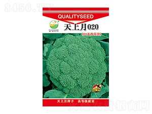 西蘭花種子-天上月020-太樂種業(yè)