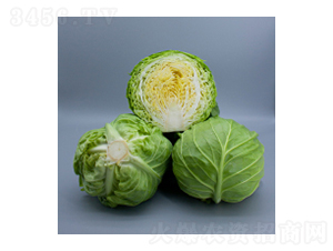甘藍(lán)種子-綠影-華瀛種業(yè)