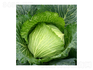 ���{(l��n)�N��-�{(l��n)��-�A孷N�I(y��)