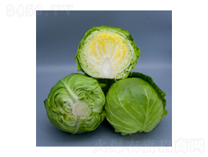 甘藍(lán)種子-甘藍(lán)2116-華瀛種業(yè)