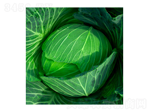 ���{(l��n)�N��-���s-�A孷N�I(y��)