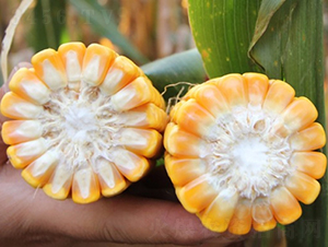 ����911-���׷N��-�Ǻ�����N�I(y��)