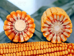 ����618-���׷N��-�Ǻ�����N�I(y��)