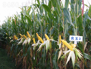 ����3-���׷N��-�Ǻ�����N�I(y��)