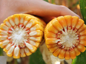 ����88-���׷N��-�Ǻ�����N�I(y��)