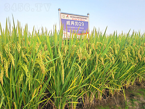 ���Ƀ�(y��u)Q9-ˮ���N��-�𽡷N�I(y��)