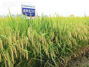 ��Ƀ�(y��u)261-ˮ���N��-�𽡷N�I(y��)