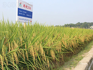 �Ƀ�(y��u)336-ˮ���N��-�𽡷N�I(y��)