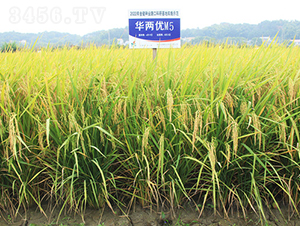 �A�Ƀ�(y��u)M5-ˮ���N��-�𽡷N�I(y��)