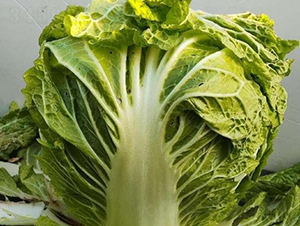 �ذ�6̖(h��o)-�ײ˷N��-���S�N�I(y��)