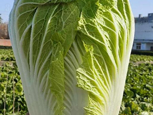 �ذ���̖(h��o)-�ײ˷N��-���S�N�I(y��)