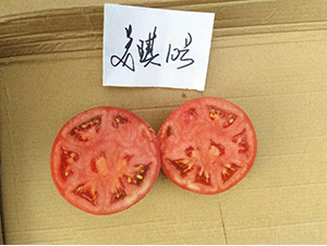 高科美琪10號(hào)-番茄種子-秦豐種業(yè)