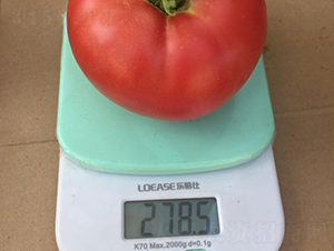 高科美琪5號(hào)-番茄種子-秦豐種業(yè)