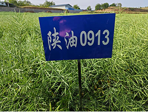 ���0913-�Ͳ˷N��-���S�N�I(y��)