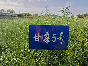 ���s5̖-�Ͳ˷N��-���S�N�I(y��)