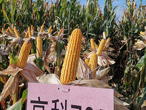 �߿�705-���׷N��-���S�N�I(y��)