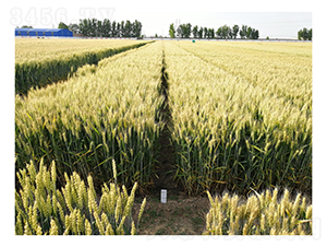 С���N��-ɽ�r(n��ng)37-���r(n��ng)��̩