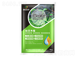 ����ľù��-�����_-�������